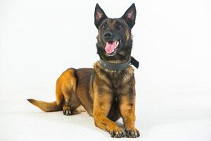 German shepherd dog on a white background, close-up portrait. photo