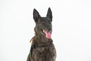 German shepherd dog on a white background, close-up portrait. photo