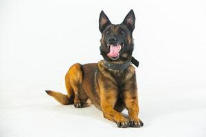 German shepherd dog on a white background, close-up portrait. photo