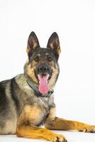 German shepherd dog on a white background, close-up portrait. photo