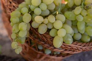 Bunch of white grapes in a basket on a wooden background. photo