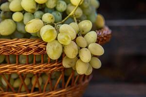 Bunch of white grapes in a basket on a wooden background. photo