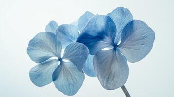 Blue Hydrangea Macro - Captivating and Delicate Floral Photography photo