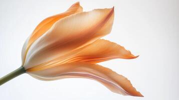 Orange Tulip Macro - Vibrant and Graceful Floral Photography photo