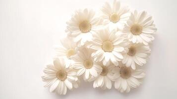 White Daisies - Simple and Pure Floral Photography photo