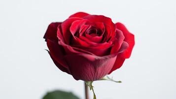 Red Rose Close-Up - Dramatic and Velvety Floral Photography photo
