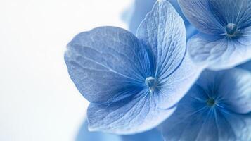 Blue Hydrangea Macro - Captivating and Delicate Floral Photography photo