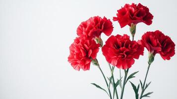 Red Carnations - Vibrant and Playful Floral Photography photo