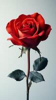Red Rose on White - Stunning Minimalist Photography photo
