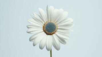 White Daisy Macro - Pure and Simple Floral Photography photo