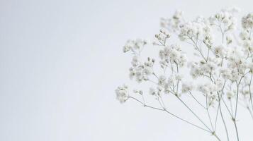 Delicate Baby's Breath - Minimalist and Ethereal Photography photo
