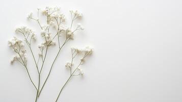 delicado del bebe aliento - minimalista y etéreo fotografía foto