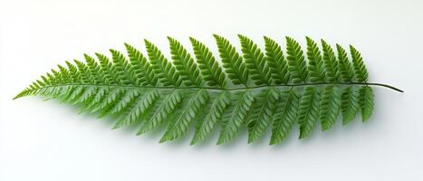 Lush Green Fern Fronds - Captivating Botanical Photography photo