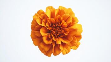 Vibrant Orange Marigold - Bold and Enchanting Photography photo