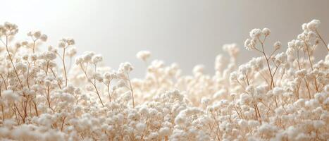 Delicate Baby's Breath - Minimalist and Ethereal Photography photo
