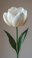 Elegant White Tulip Still Life - Minimalist Photography photo