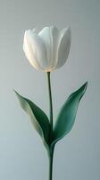 Elegant White Tulip Still Life - Minimalist Photography photo