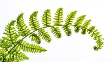 Lush Green Fern Fronds - Captivating Botanical Photography photo