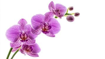 Purple Orchid Close-Up - Elegant and Sophisticated Photography photo