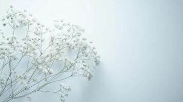 Delicate Baby's Breath - Minimalist and Ethereal Photography photo