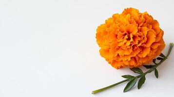 Vibrant Orange Marigold - Bold and Enchanting Photography photo