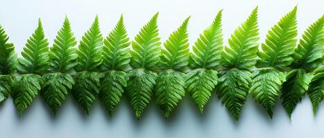 Lush Green Fern Fronds - Captivating Botanical Photography photo