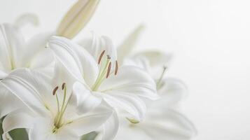 White Lilies Still Life - Elegant and Pure Floral Photography photo