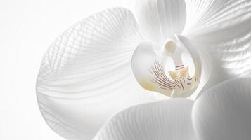 White Orchid Macro - Artistic and Refined Photography photo