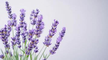 Lavender Bouquet - Serene and Aromatic Photography photo