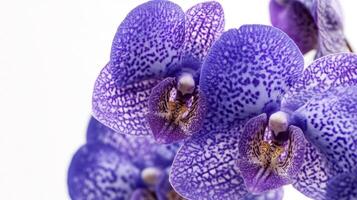 Purple Orchid Close-Up - Elegant and Sophisticated Photography photo