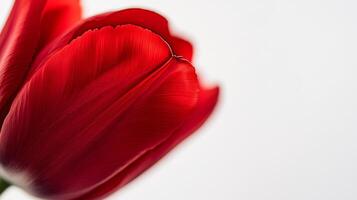 Red Tulip Macro - Vibrant and Graceful Floral Photography photo