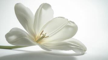 Elegant White Tulip Still Life - Minimalist Photography photo