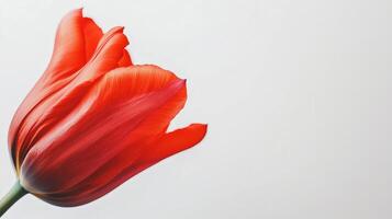 Red Tulip Macro - Vibrant and Graceful Floral Photography photo