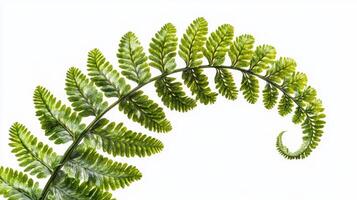 Lush Green Fern Fronds - Captivating Botanical Photography photo