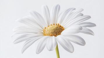 White Daisy Macro - Pure and Simple Floral Photography photo