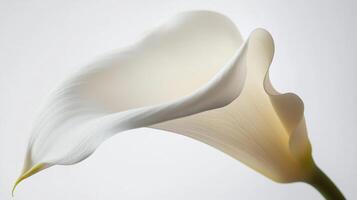White Calla Lily Close Up - Elegant and Sophisticated Photography photo
