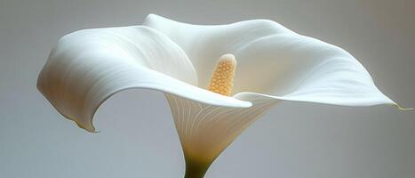 White Calla Lily Close Up - Elegant and Sophisticated Photography photo