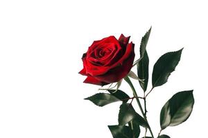 Red rose with green leaves photo