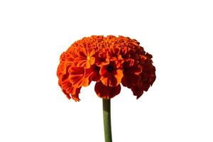 Blooming red flower on white background photo