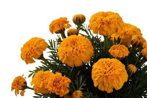 Bunch of various flowers on white background photo