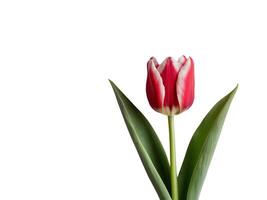 Red tulips with green leaves photo