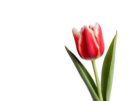 Red tulips with green leaves on white background photo