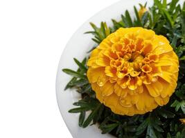 Plate with fresh flowers on table photo