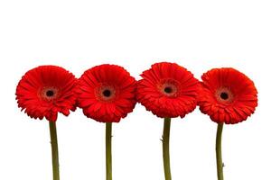 Red gerbera flowers on white background photo