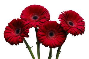 Red gerbera flowers on white background photo