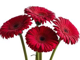 Red gerbera flower with red gerbera photo