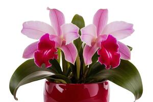 Fresh flowers in pot photo