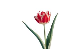 Red tulips with green leaves on white background photo