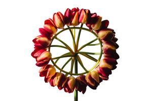 Bunch of red tulips with green leaves photo