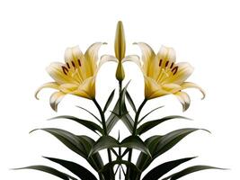 Bouquet of flowers in vase on white background photo